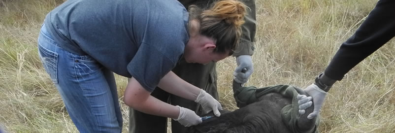 Veterinary field image 10